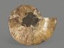Аммонит Cleoniceras sp., полированный срез 20,5х17х2,2 см, 1195, фото 4