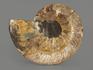 Аммонит Cleoniceras sp., полированный срез 22х18х2,2 см, 8-15/12, фото 2