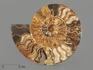 Аммонит Cleoniceras sp., полированный срез 22х18х2,2 см, 8-15/12, фото 3