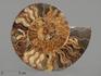 Аммонит Cleoniceras sp., полированный срез 22х18х2,2 см, 8-15/12, фото 5