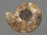 Аммонит Cleoniceras sp., полированный срез 22х18х2,2 см, 8-15/12, фото 6