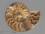 Аммонит Cleoniceras sp., полированный срез 26х21х2,5 см, 12957, фото 1