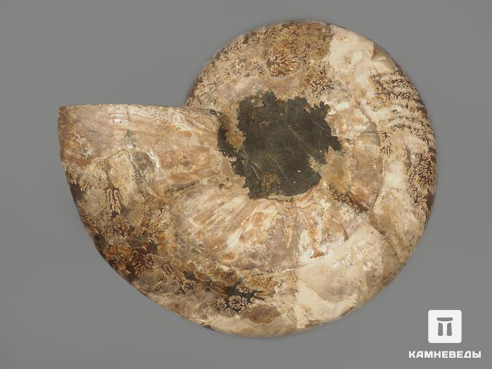 Аммонит Cleoniceras sp., полированный срез 26х21х2,5 см, 12957, фото 2
