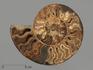 Аммонит Cleoniceras sp., полированный срез 26х21х2,5 см, 12957, фото 3