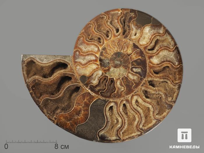 Аммонит Cleoniceras sp., полированный срез 26х21х2,5 см, 12957, фото 3
