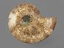Аммонит Cleoniceras sp., полированный срез 26х21х2,5 см, 12957, фото 4
