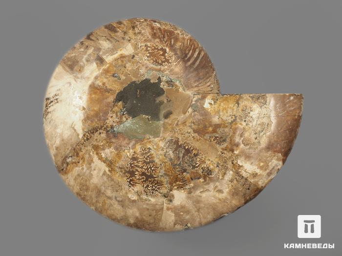 Аммонит Cleoniceras sp., полированный срез 26х21х2,5 см, 12957, фото 4