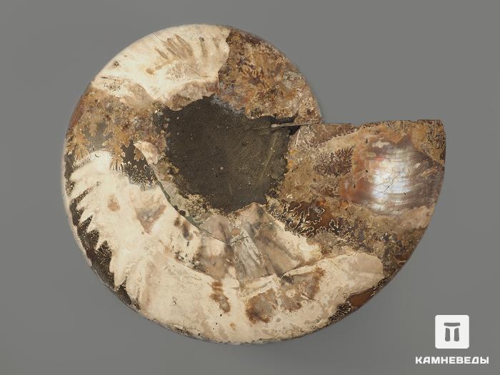 Аммонит Cleoniceras sp., полированный срез 20х17х2,1 см, 8-14/4, фото 2