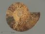 Аммонит Cleoniceras sp., полированный срез 20х17х2,1 см, 8-14/4, фото 3