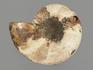 Аммонит Cleoniceras sp., полированный срез 20х17х2,1 см, 8-14/4, фото 4