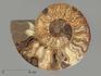 Аммонит Cleoniceras sp., полированный срез 18х15х1,9 см, 8-14/8, фото 1
