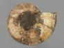 Аммонит Cleoniceras sp., полированный срез 18х15х1,9 см, 8-14/8, фото 2