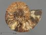 Аммонит Cleoniceras sp., полированный срез 18х15х1,9 см, 8-14/8, фото 3