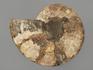 Аммонит Cleoniceras sp., полированный срез 18х15х1,9 см, 8-14/8, фото 4