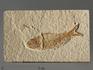Рыба Knightia sp., 11,6х7х2,5 см, 10647, фото 1