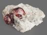 Гранат (альмандин), сросток кристаллов в сланце 3,7х3,5х1,7 см, 13273, фото 2