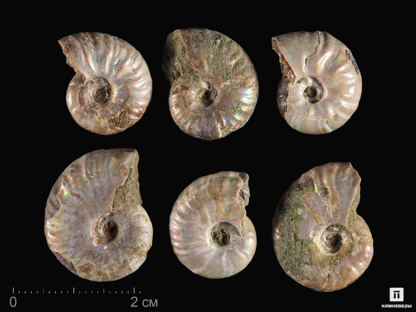 

Аммонит Cleoniceras sp. с перламутром, 1