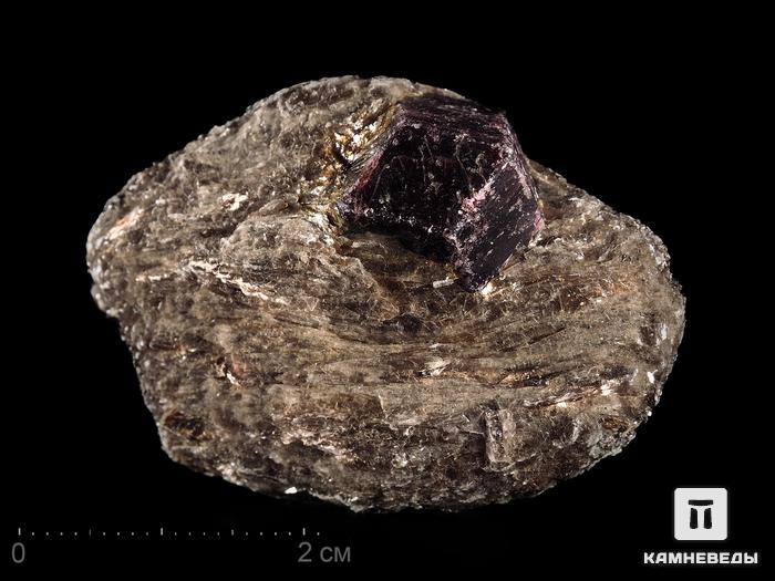 Альмандин (гранат), кристалл на мусковите 4,8х3,4х1,9 см, 13209, фото 1