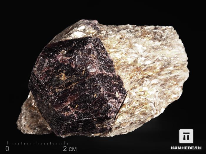 Гранат (альмандин), кристалл на мусковите 6,4-6,8 см, 13203, фото 1