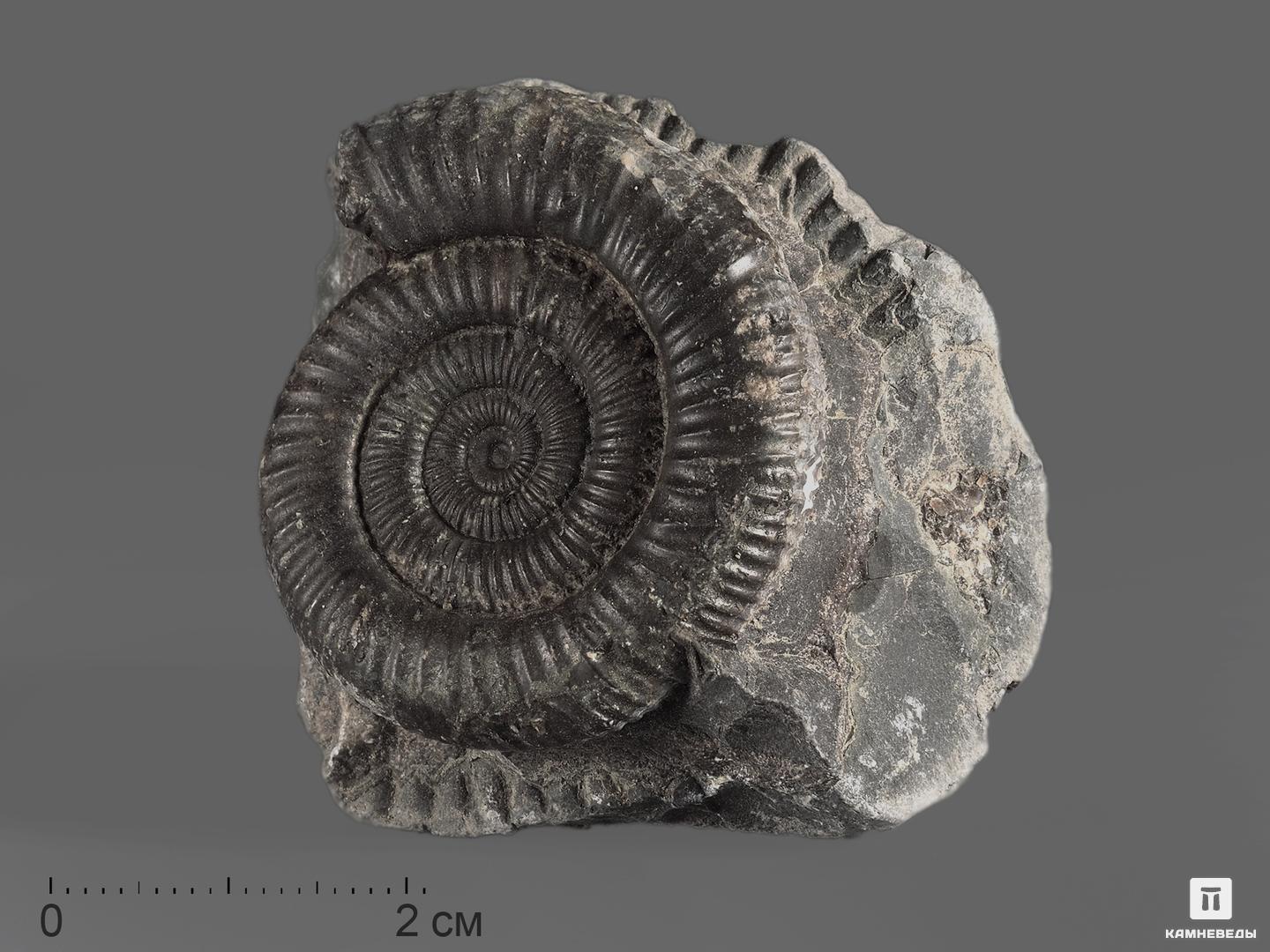 Аммонит Dactylioceras sp., 5,5-6,5 см, 13820, фото 1