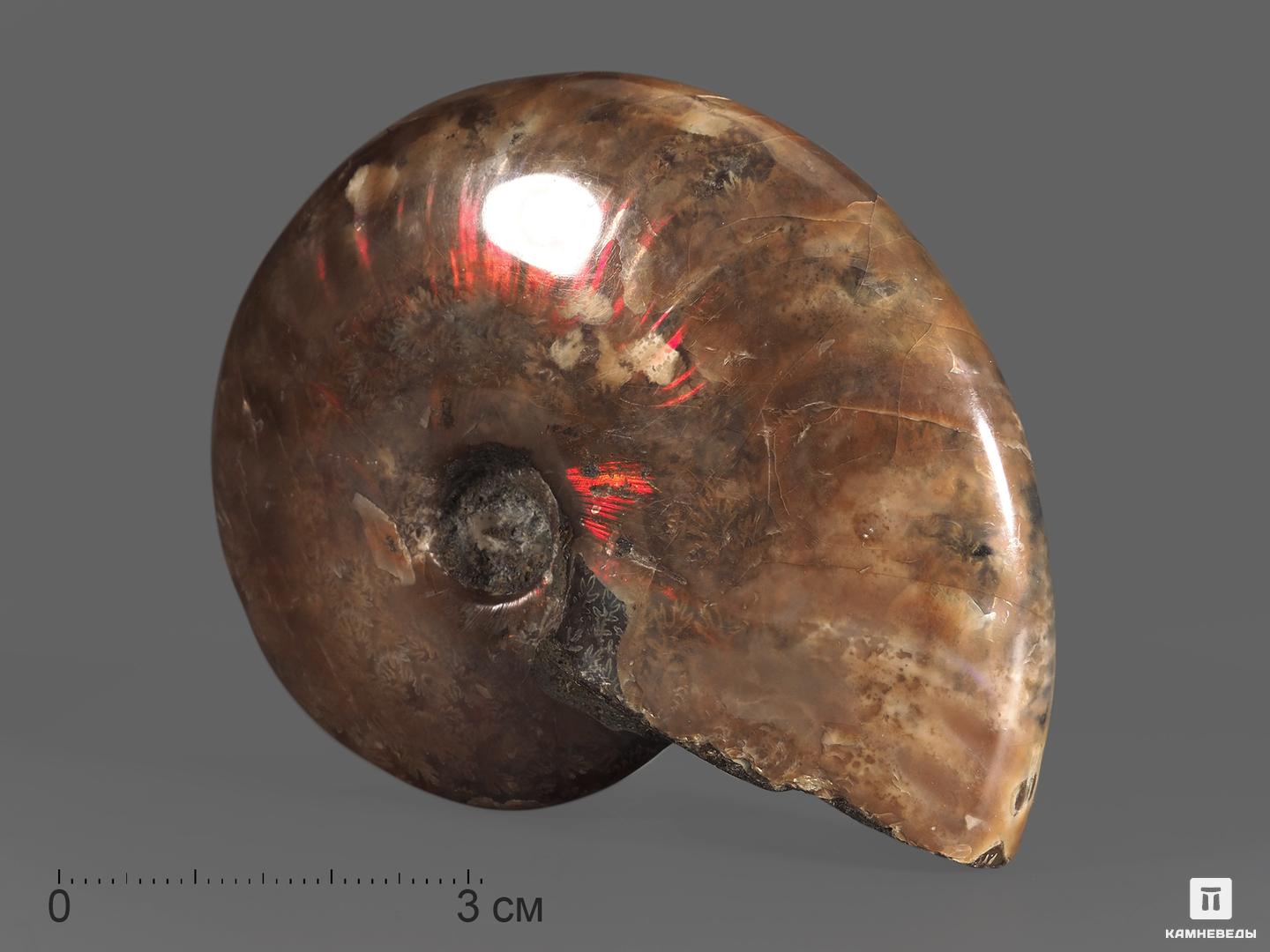 Аммонит с аммолитом Cleoniceras sp., 7,5-8 см меловой человек