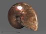 Аммонит с аммолитом Cleoniceras sp., 7,5-8 см, 13824, фото 1