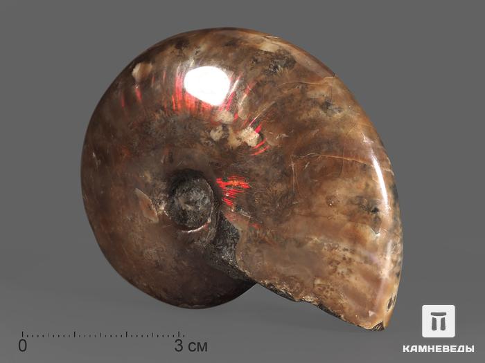Аммонит с аммолитом Cleoniceras sp., 7,5-8 см, 13824, фото 1