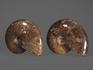 Аммонит с аммолитом Cleoniceras sp., 7,5-8 см, 13824, фото 2
