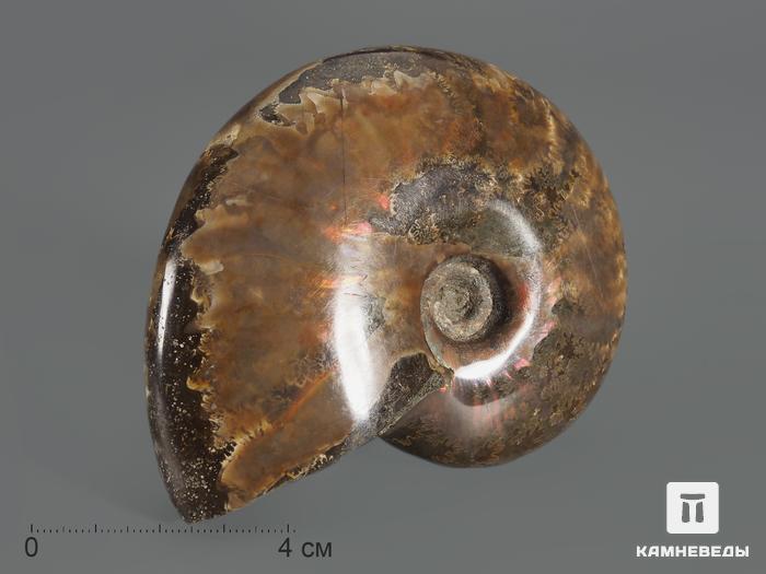 Аммонит с аммолитом Cleoniceras sp., 8,2х6,5х2,4 см, 13827, фото 1