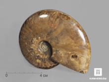 Аммонит с аммолитом Cleoniceras sp., 9-10 см