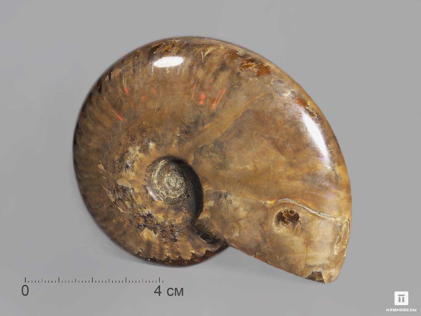 Аммонит с аммолитом Cleoniceras sp., 9-10 см меловой человек