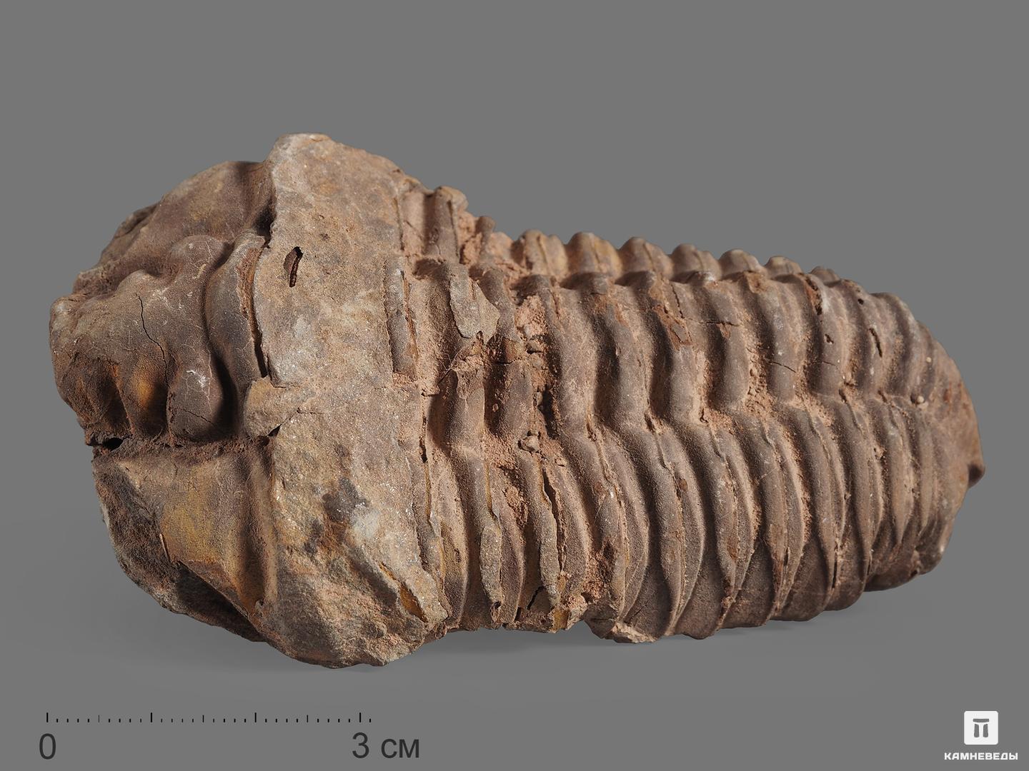 Трилобит Diacalymene ouzregui, 9,5-10 см трилобит paraceraurus exsul 36 5х28х5 см