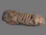 Трилобит Diacalymene ouzregui, 9,5-10 см, 13819, фото 4