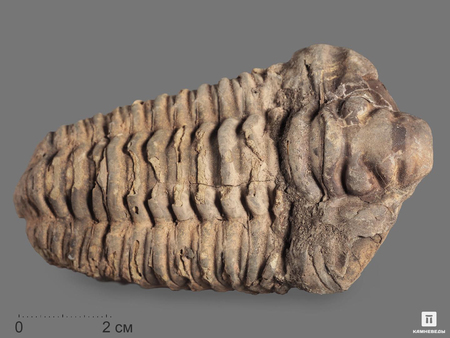 Трилобит Diacalymene ouzregui, 6,5-10,5 см трилобит paraceraurus exsul 36 5х28х5 см