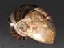 Наутилус Cymatoceras sakalavum полированный, 10,5х7,9х7,5 см, 13858, фото 1