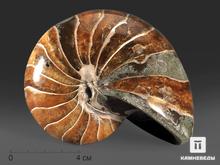 Наутилус Cymatoceras sakalavum полированный, 11,5х9,3х7,2 см
