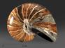 Наутилус Cymatoceras sakalavum полированный, 11,5х9,3х7,2 см, 13859, фото 1