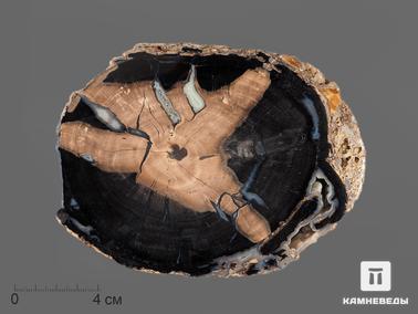 Окаменелое дерево. Дерево окаменелое, срез 16,8х12,6х1,1 см