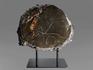 Аммонит пиритизированный на подставке, полированный срез 29х24х3 см, 8265, фото 2