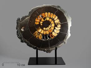 Аммонит пиритизированный на подставке, полированный срез 31х28х3,4 см
