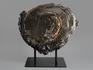 Аммонит пиритизированный на подставке, полированный срез 29х24х3 см, 8265, фото 4