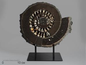 Аммонит пиритизированный на подставке, полированный срез 31х27х3,6 см