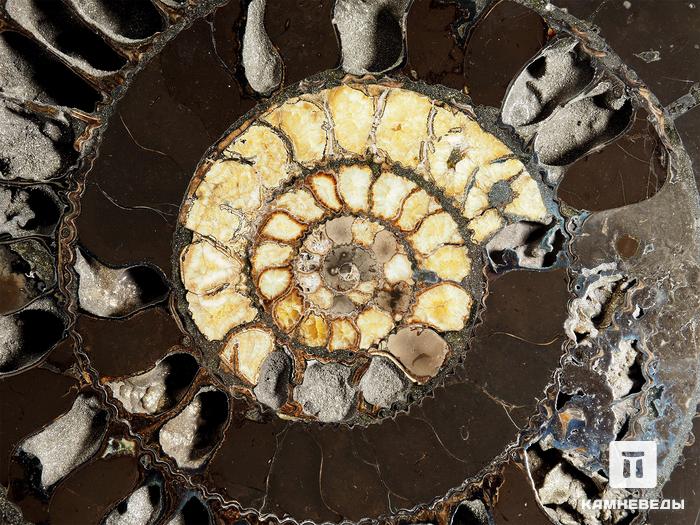 Аммонит пиритизированный на подставке, полированный срез 41х36,5х4,7 см, 8270, фото 2