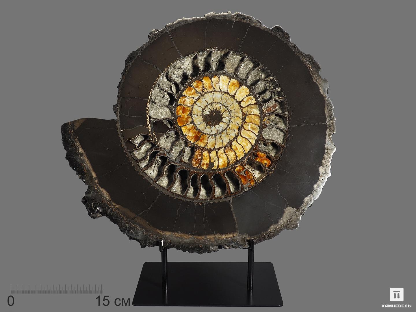 Аммонит пиритизированный на подставке, полированный срез 45,5х40х5 см фигура ангелочек на подставке 5х5х15см