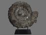 Аммонит пиритизированный на подставке, полированный срез 45,5х40х5 см, 14165, фото 3
