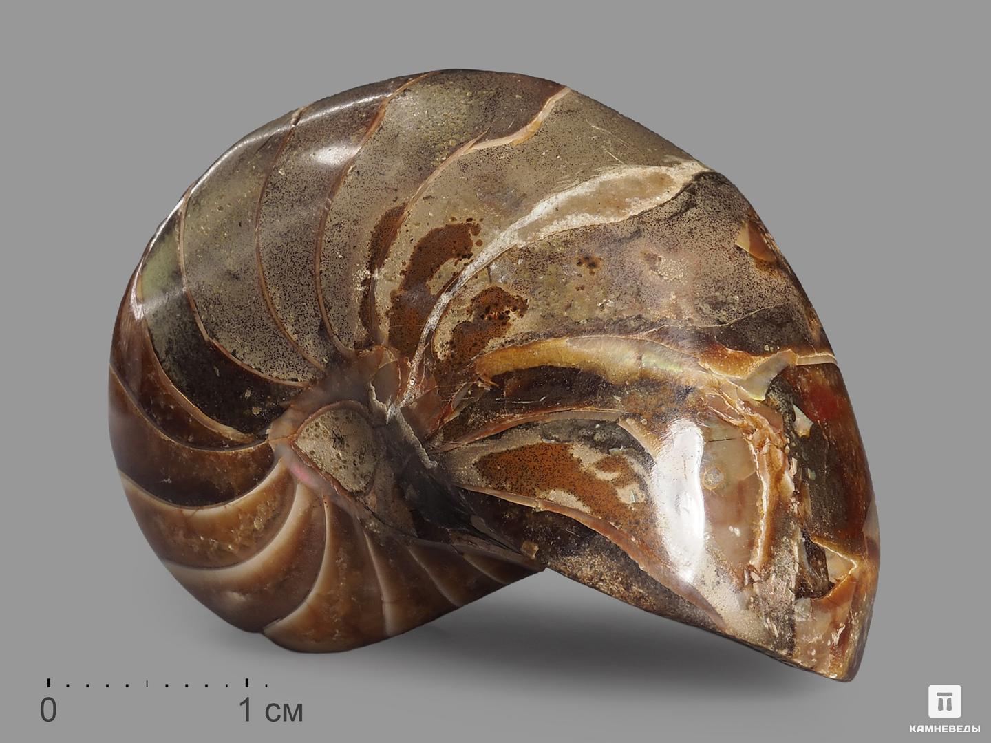Наутилус Cymatoceras полированный, 4,5х2,5 см, 14052, фото 1