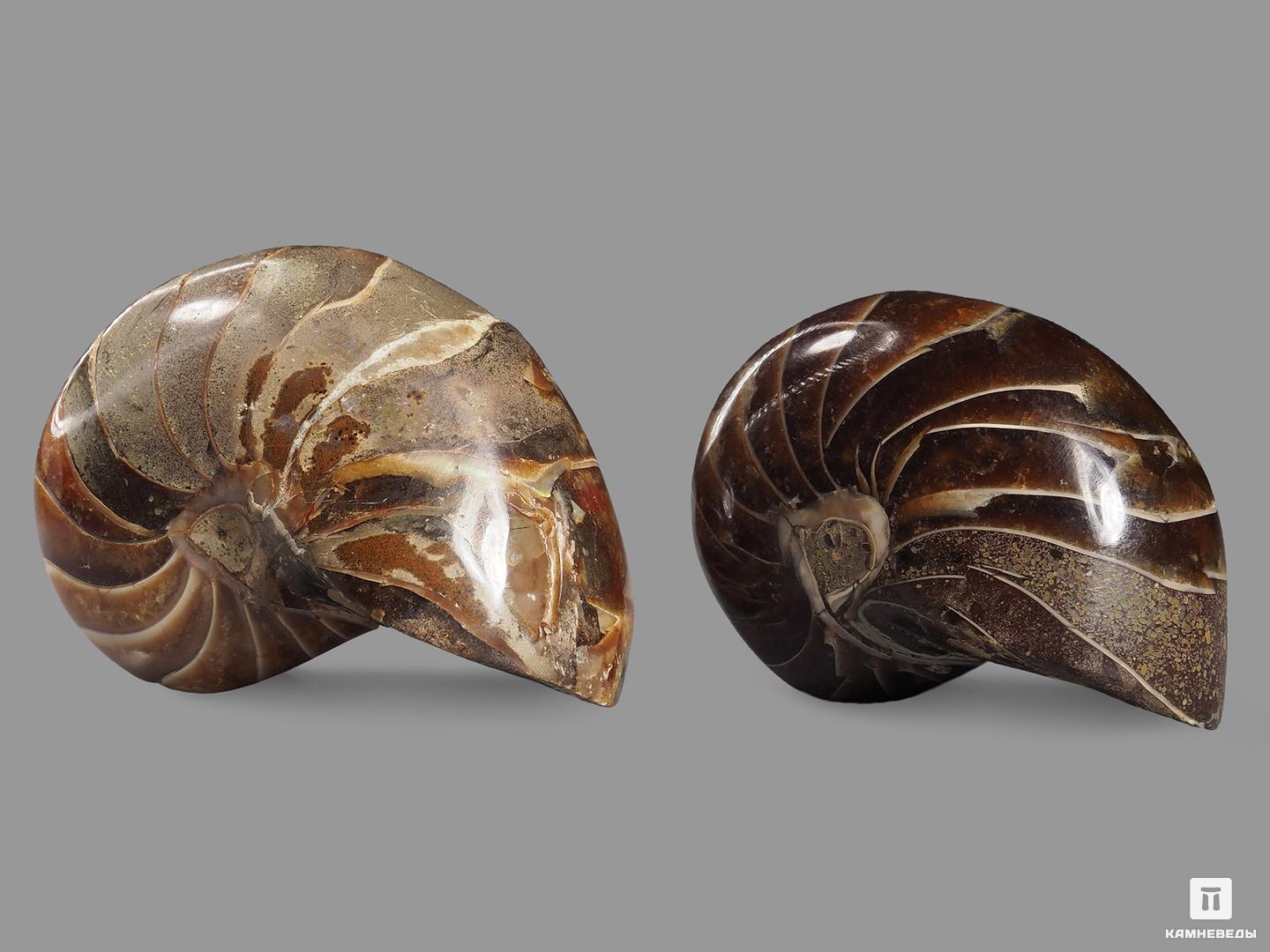 Наутилус Cymatoceras полированный, 4,5х2,5 см, 14052, фото 2