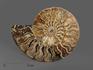 Аммонит Cleoniceras sp., полированный срез 15х12х2 см, 8-12/9, фото 1