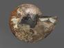 Аммонит Cleoniceras sp., полированный срез 15х12х2 см, 8-12/9, фото 2