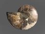 Аммонит Cleoniceras sp., полированный срез 14х11х1,6 см, 8-12/6, фото 2